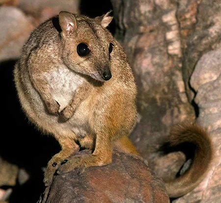 Petrogale concinna