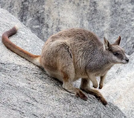 Petrogale mareeba