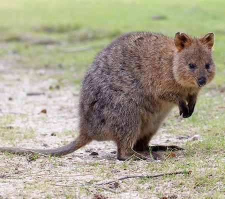 Setonix brachyurus